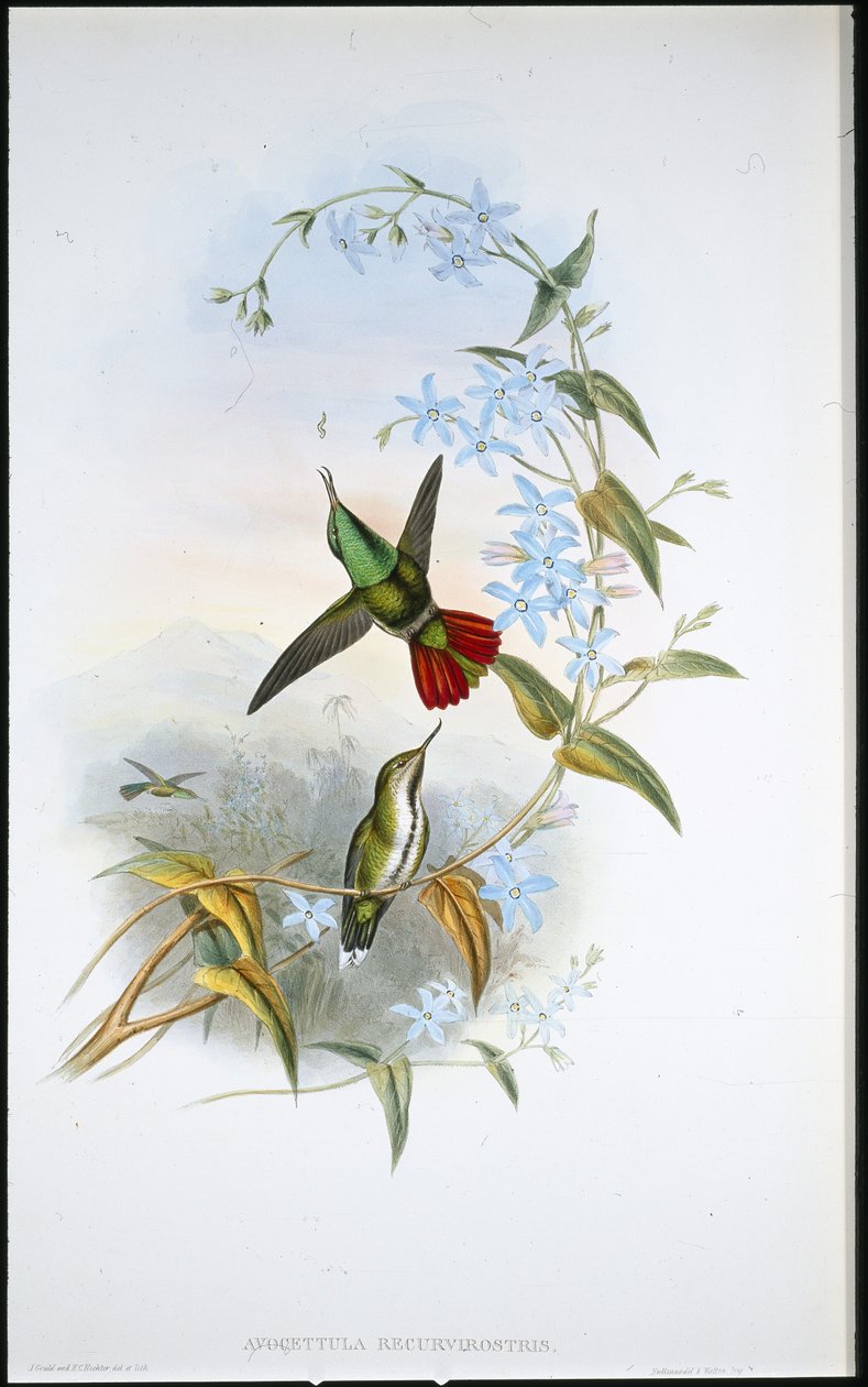 Fiery-tailed Avocet (Avocettula Recurvirostris) (håndfarvet litho) af John (after) Gould