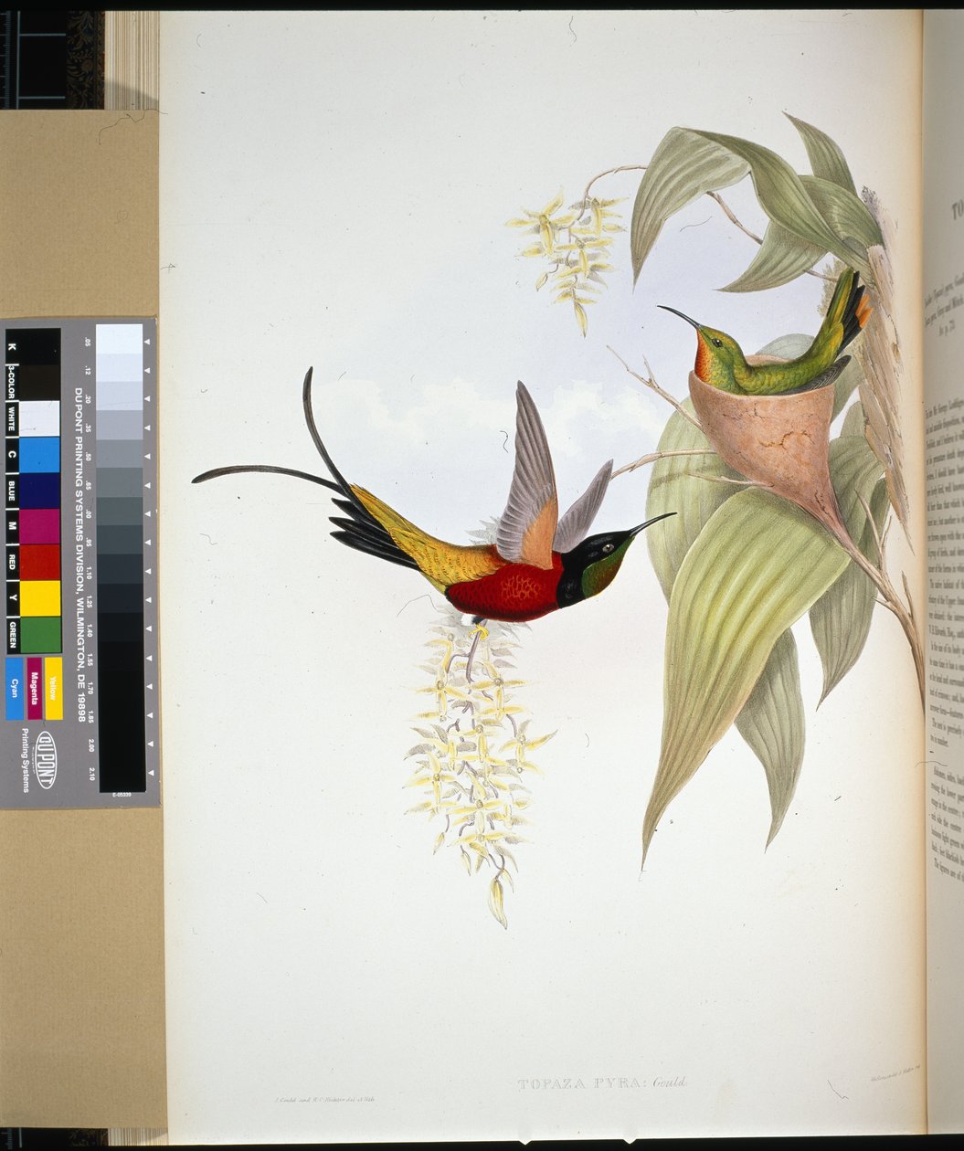 Fiery Topaz (topaza pyra) (håndfarvet litho) af John (after) Gould