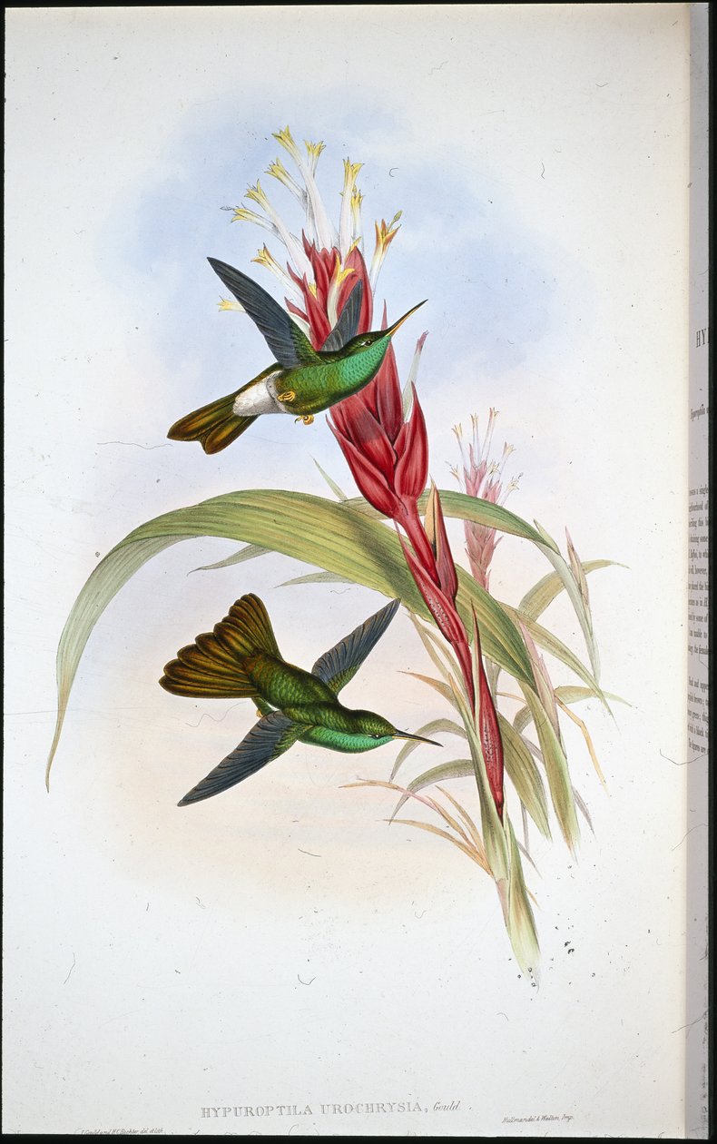 Guldhalet fjerblåfugl (Hypuroptila Urochrysia) (håndkoloreret litografi) af John (after) Gould