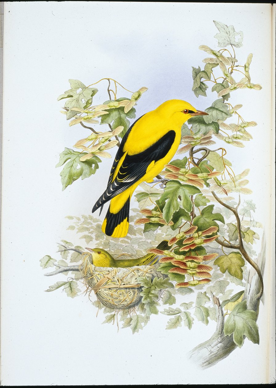 Golden Oriole (Oriolus Galbula) (håndfarvet litho) af John (after) Gould