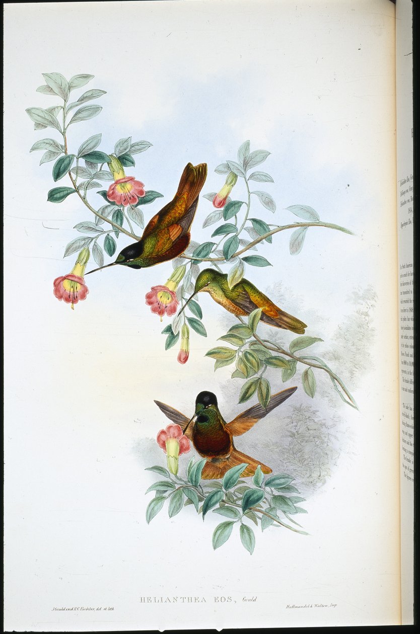 Gylden stjerne-frontlet (Helianthea Eos) (håndfarvet litho) af John (after) Gould