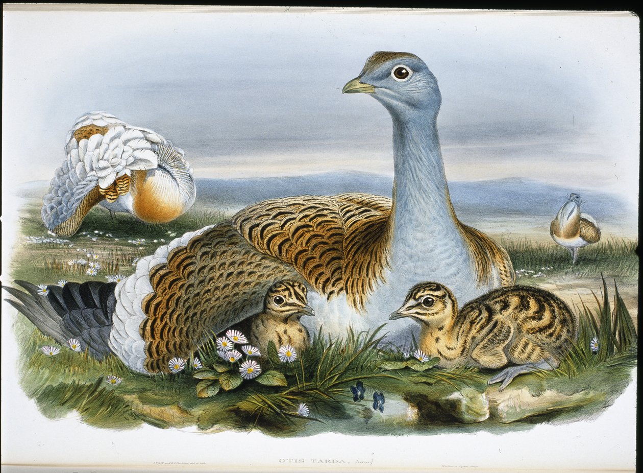 Stor Trap (Otis Tarda) (håndfarvet litho) af John (after) Gould