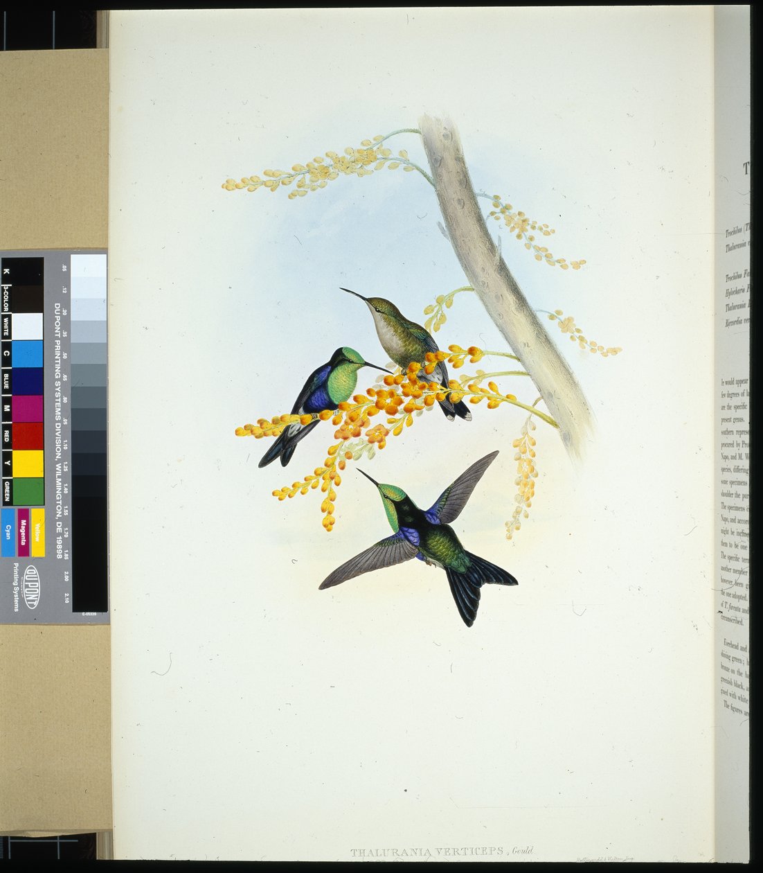 Grønkronede Panoplites (thalurania verticeps) (håndfarvet litho) af John (after) Gould