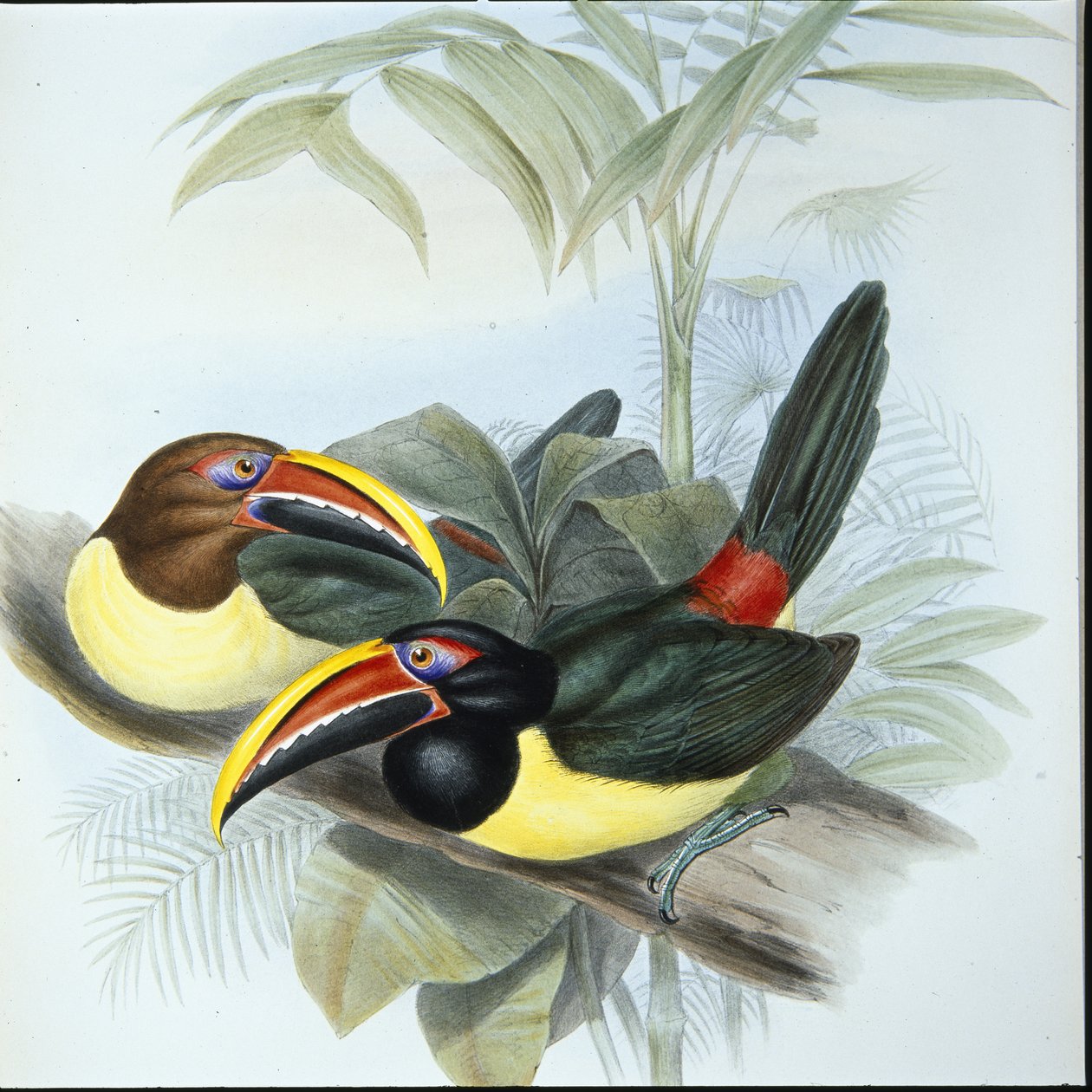 Grøn arakari (Pteroglossus Viridis) (håndkoloreret litografi) af John (after) Gould