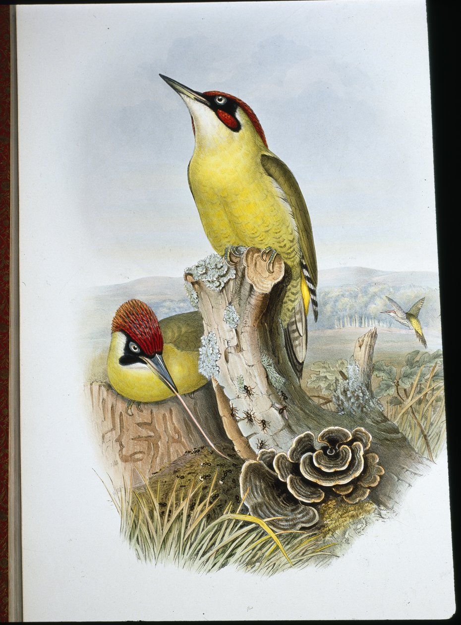 Grøn spætte (Gecinus Viridis) (håndfarvet litho) af John (after) Gould