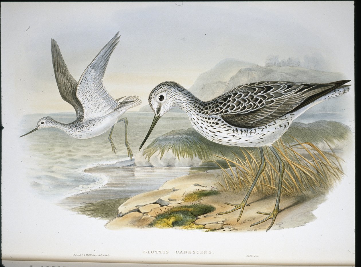 Greenshank (Glottis Canescens) (håndfarvet litho) af John (after) Gould