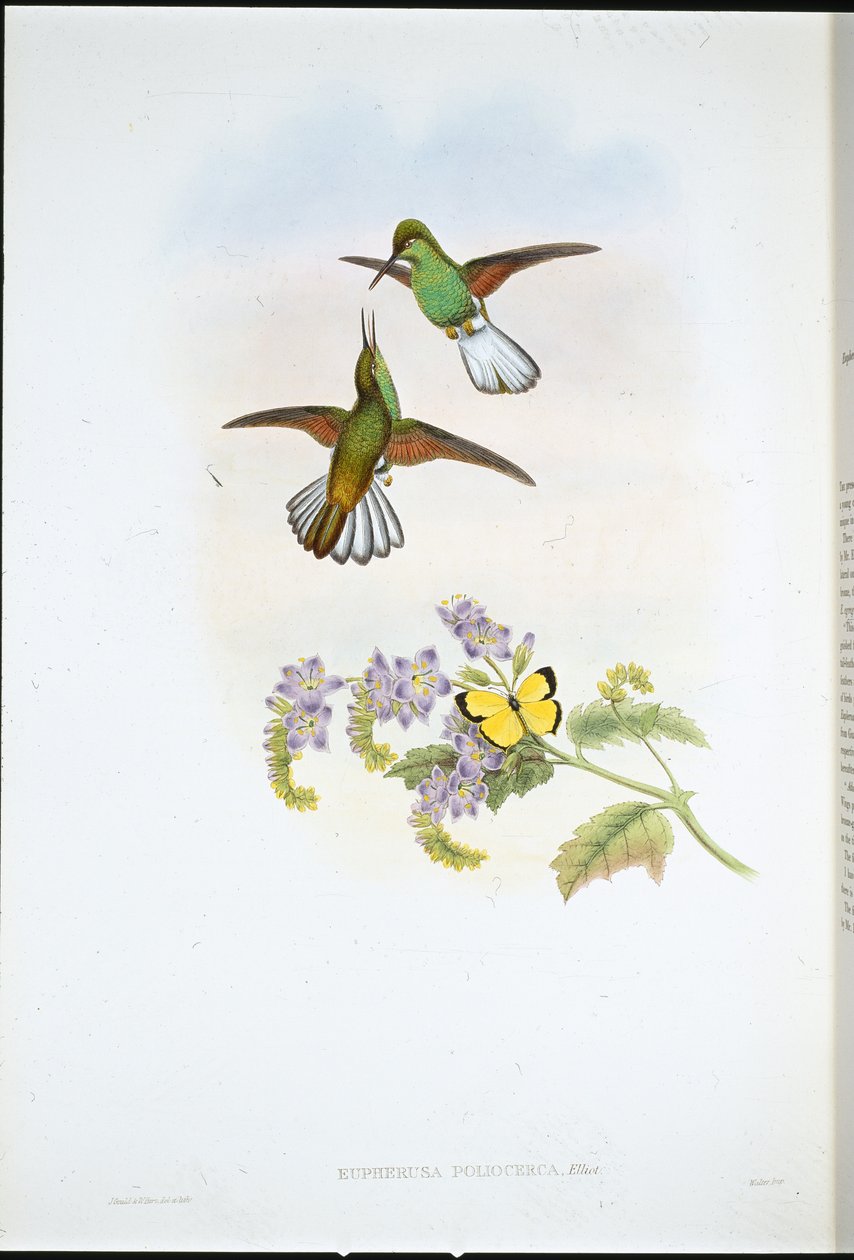 Grå stribehale (Eupherusa Poliocerca) (håndfarvet litho) af John (after) Gould