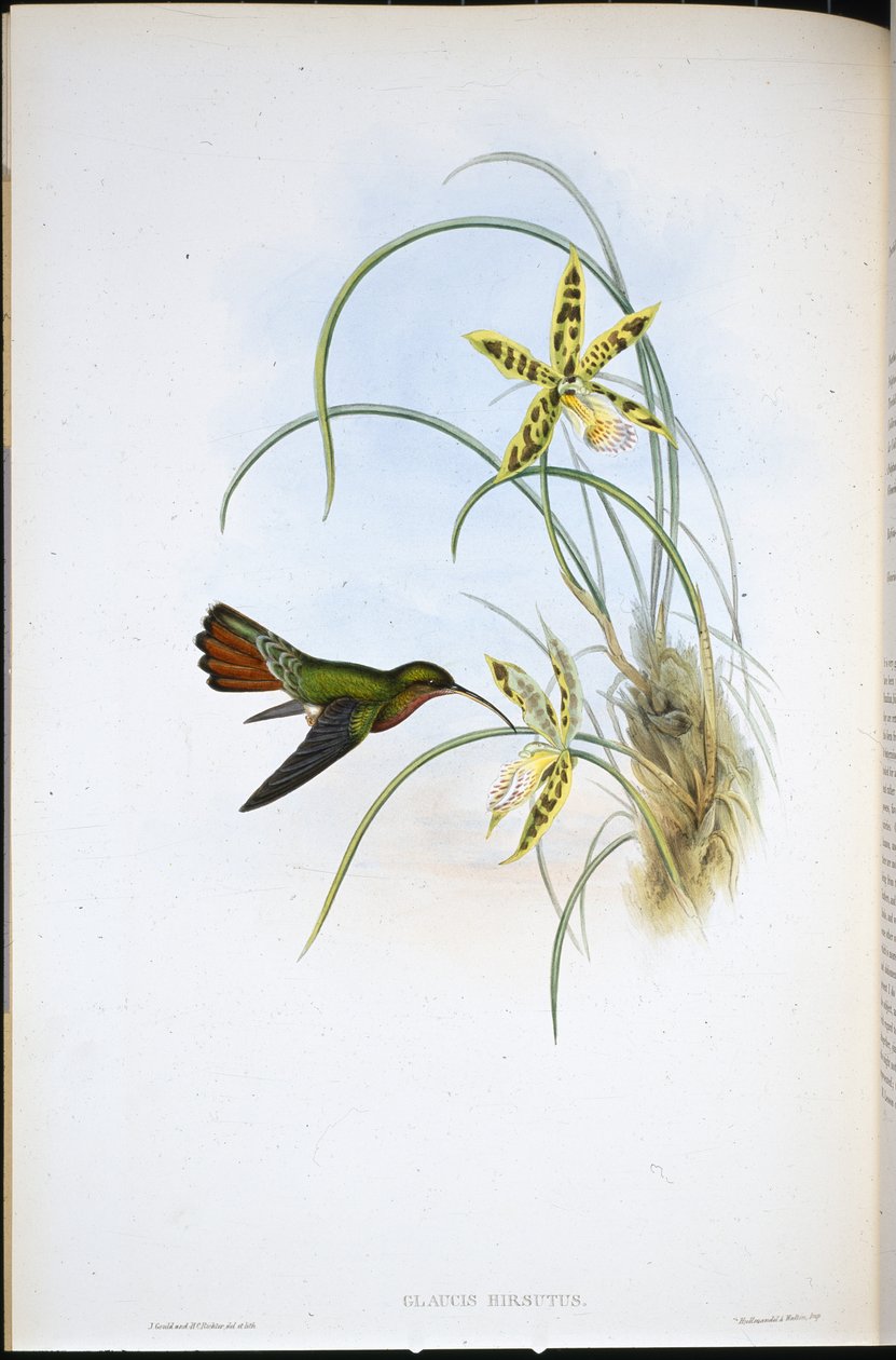 Håret eremit (Glaucis Hirsutus) (håndfarvet litho) af John (after) Gould