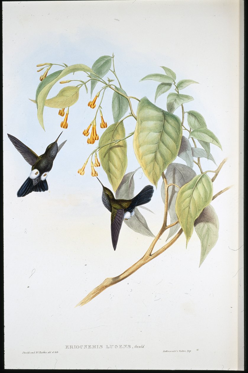 Hoary Puff-leg (Eriocnemis Lugens) (håndfarvet litho) af John (after) Gould