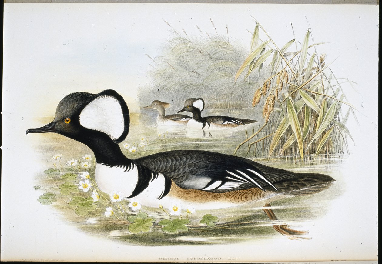 Hætte-merganser (Mergus Cucullatus) (håndfarvet litho) af John (after) Gould