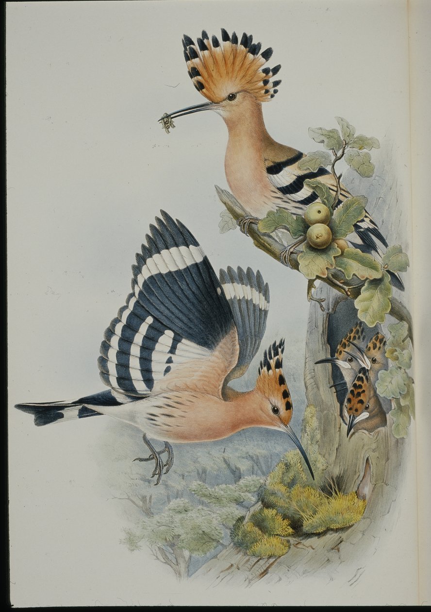 Hoopoe (Upupa Epops) (håndfarvet litho) af John (after) Gould