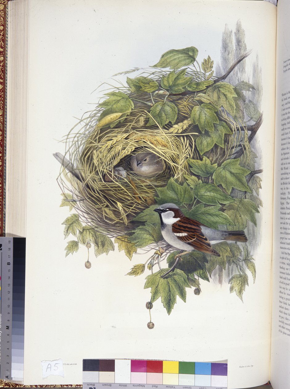 Husspurv (Passer domesticus) (håndfarvet litho) af John (after) Gould