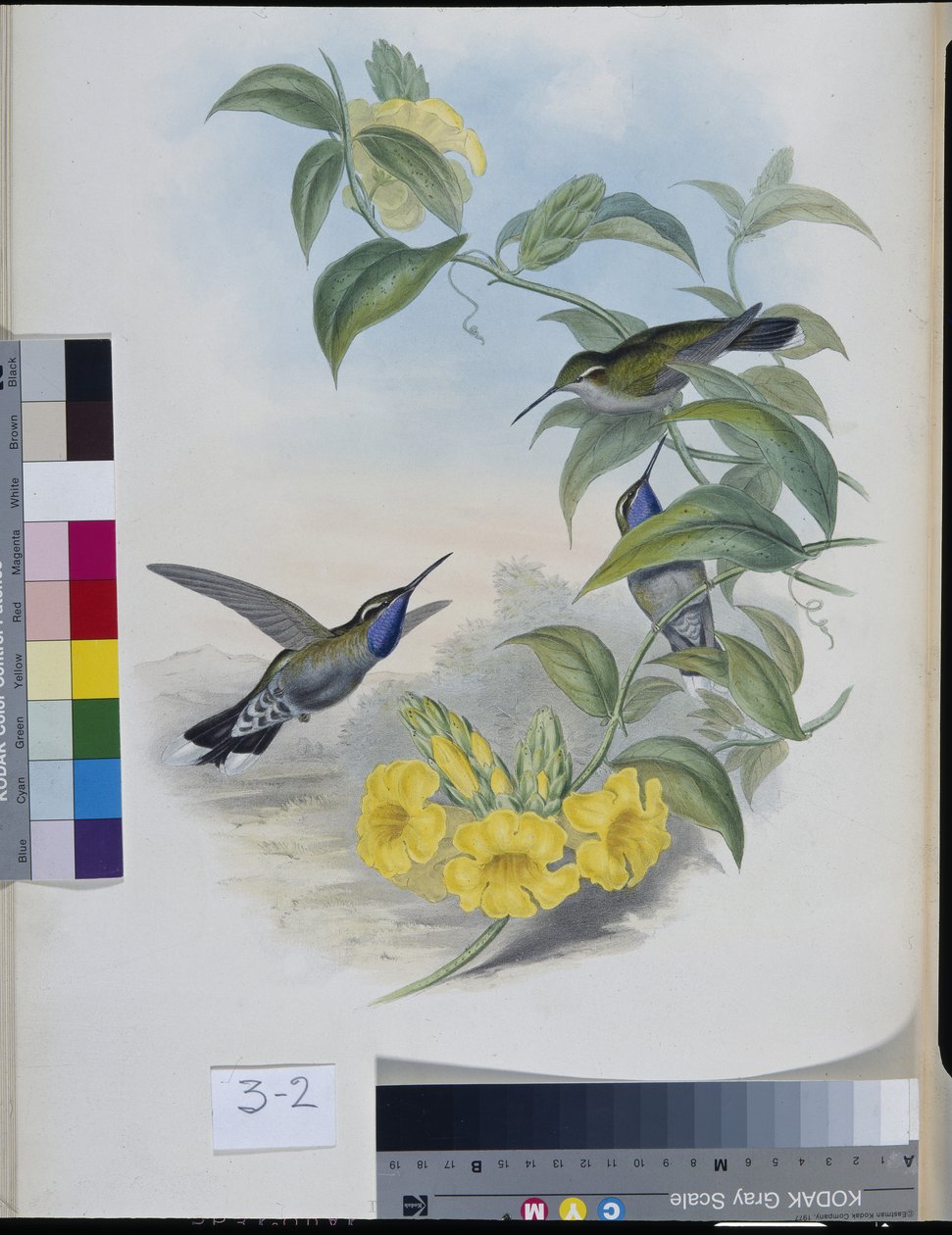 Kolibrier (Delattria Clemenciae) (håndfarvet litho) af John (after) Gould