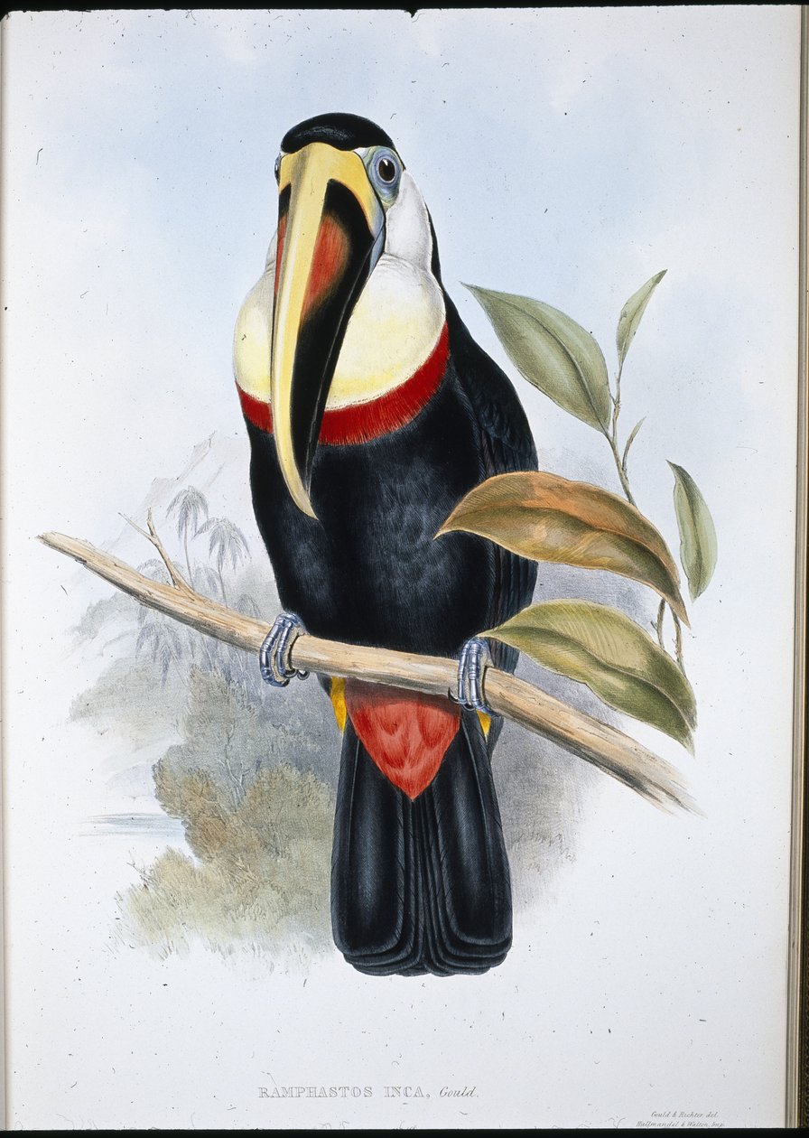 Inka-tukan (Ramphastos inica) (håndfarvet litho) af John (after) Gould