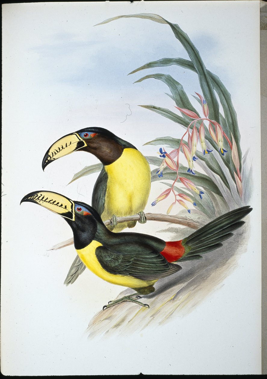 Bogstaver Aracari (pteroglossus inscriptus) (håndfarvet litho) af John (after) Gould