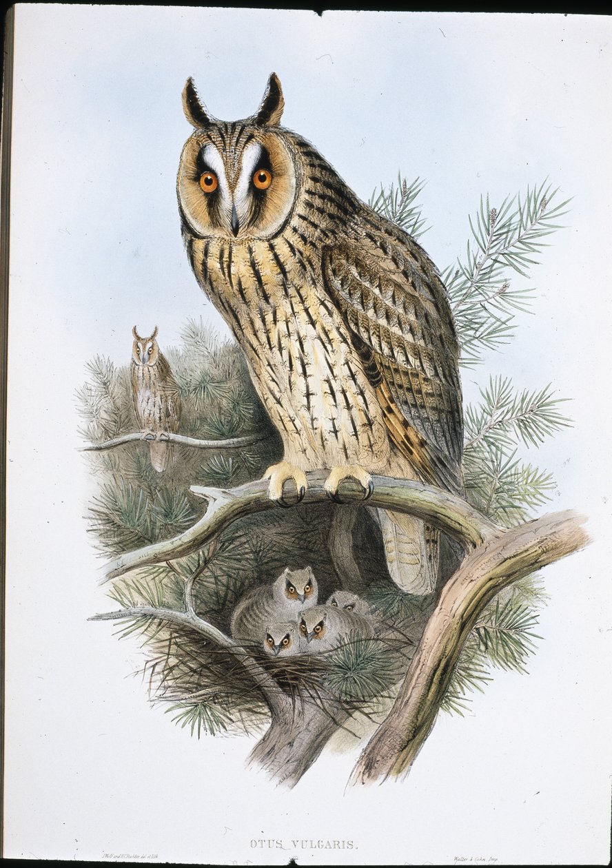 Langøret ugle (Otus Vulgaris) (håndfarvet litho) af John (after) Gould