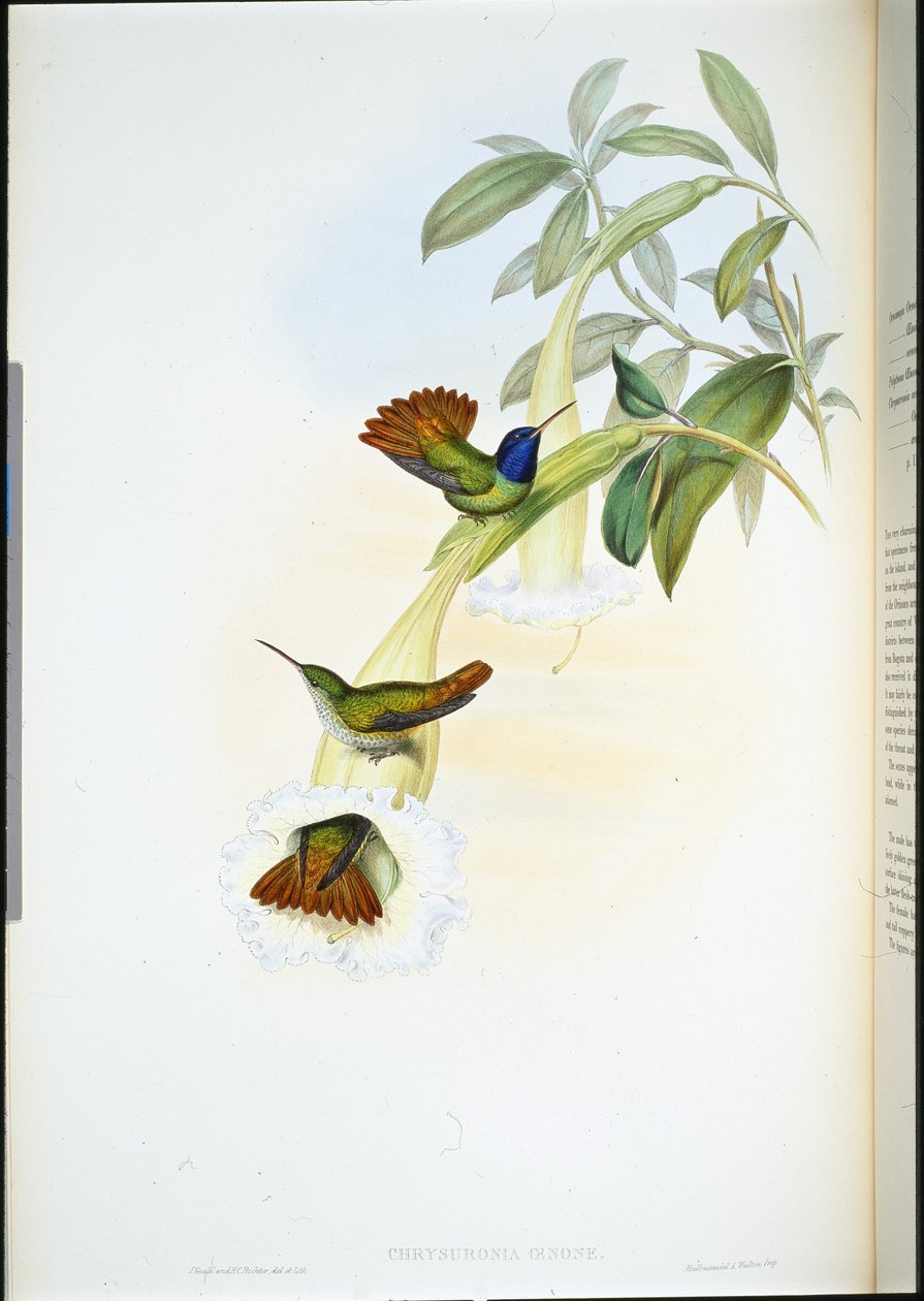 Oenone kolibri (Chrysuronia oenone) (håndfarvet litho) af John (after) Gould
