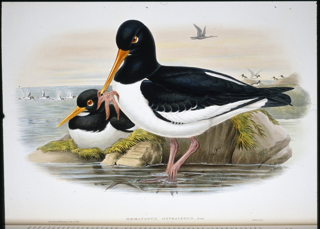 Østersfanger (Heamatopus Ostralegus) (håndfarvet litho) af John (after) Gould