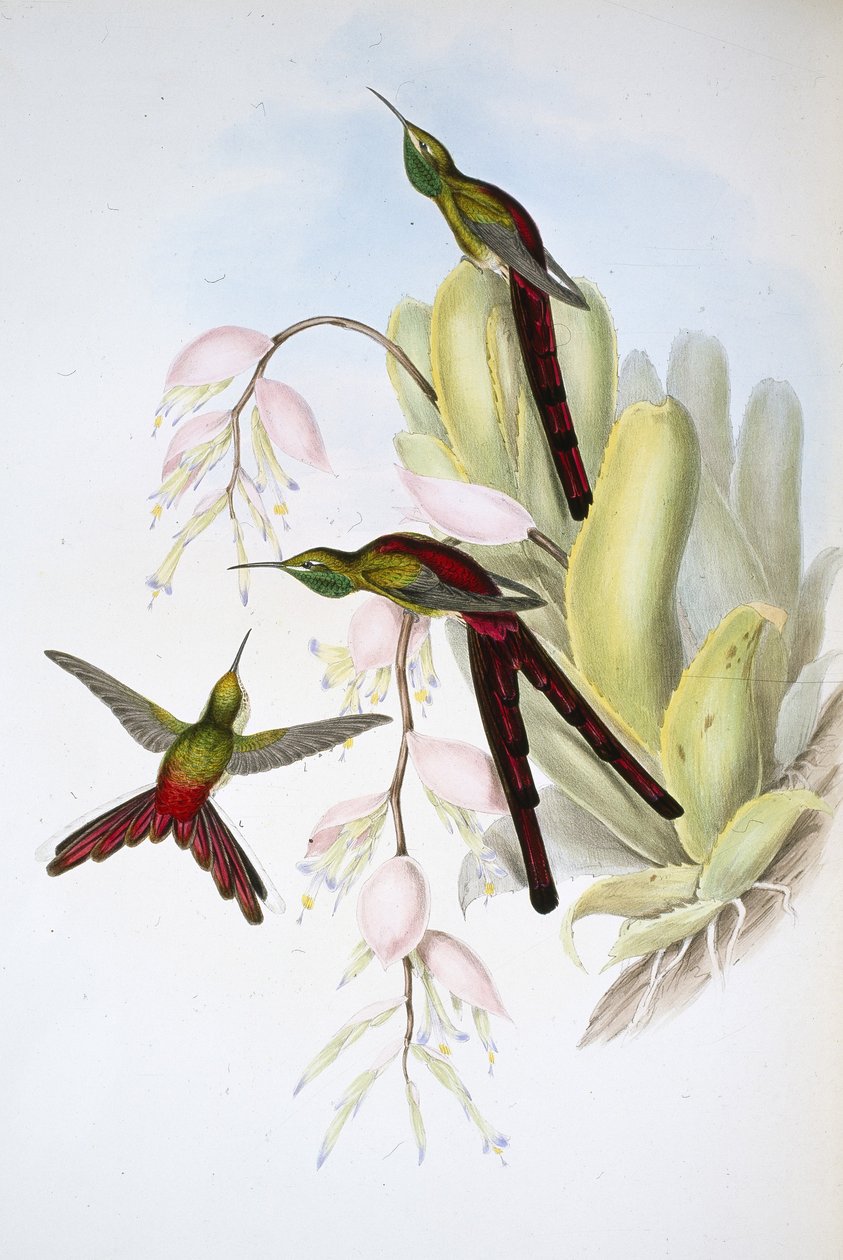 Phaon Comet (Cometes Phaon) (håndfarvet litho) af John (after) Gould