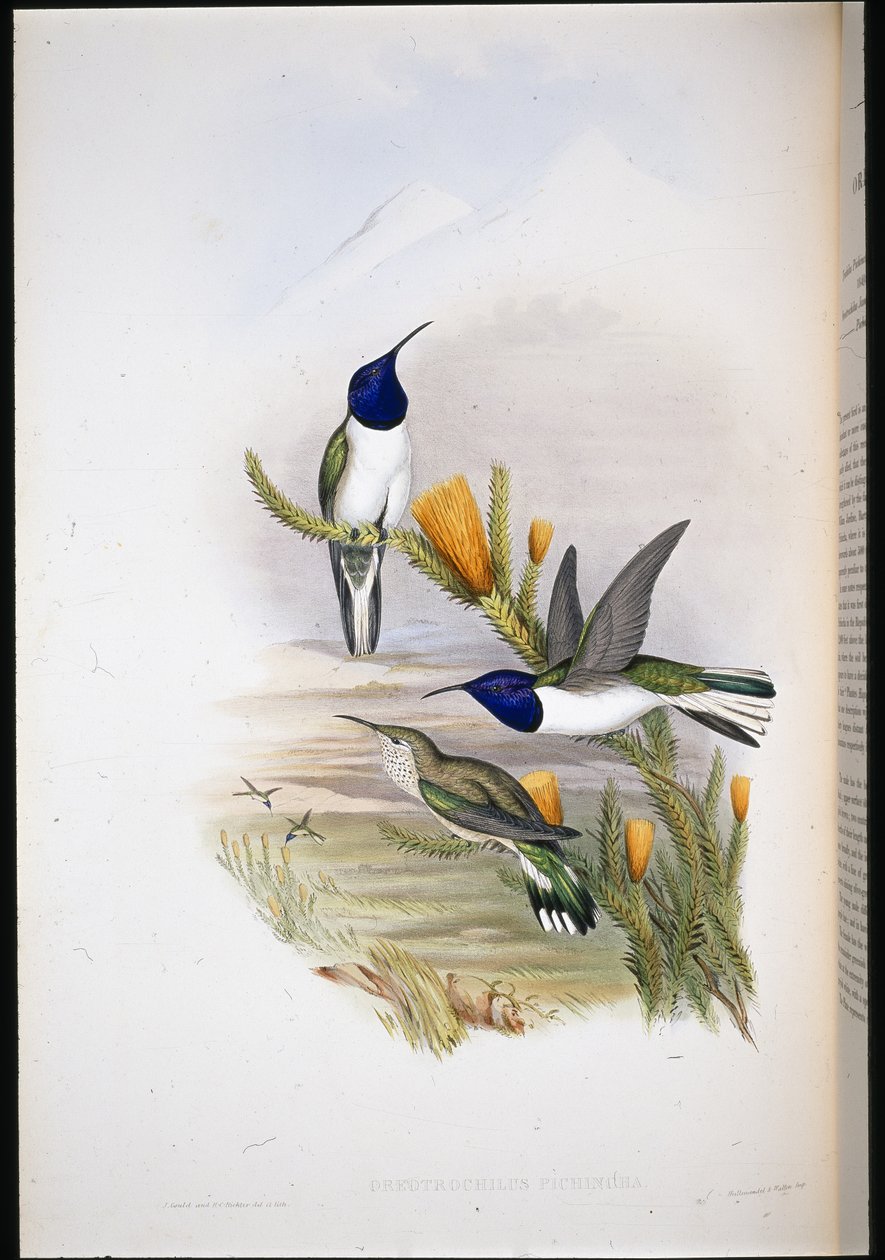 Pichinchian Hill-stjerne (Oreotrochilus Pichincha) (håndfarvet litho) af John (after) Gould