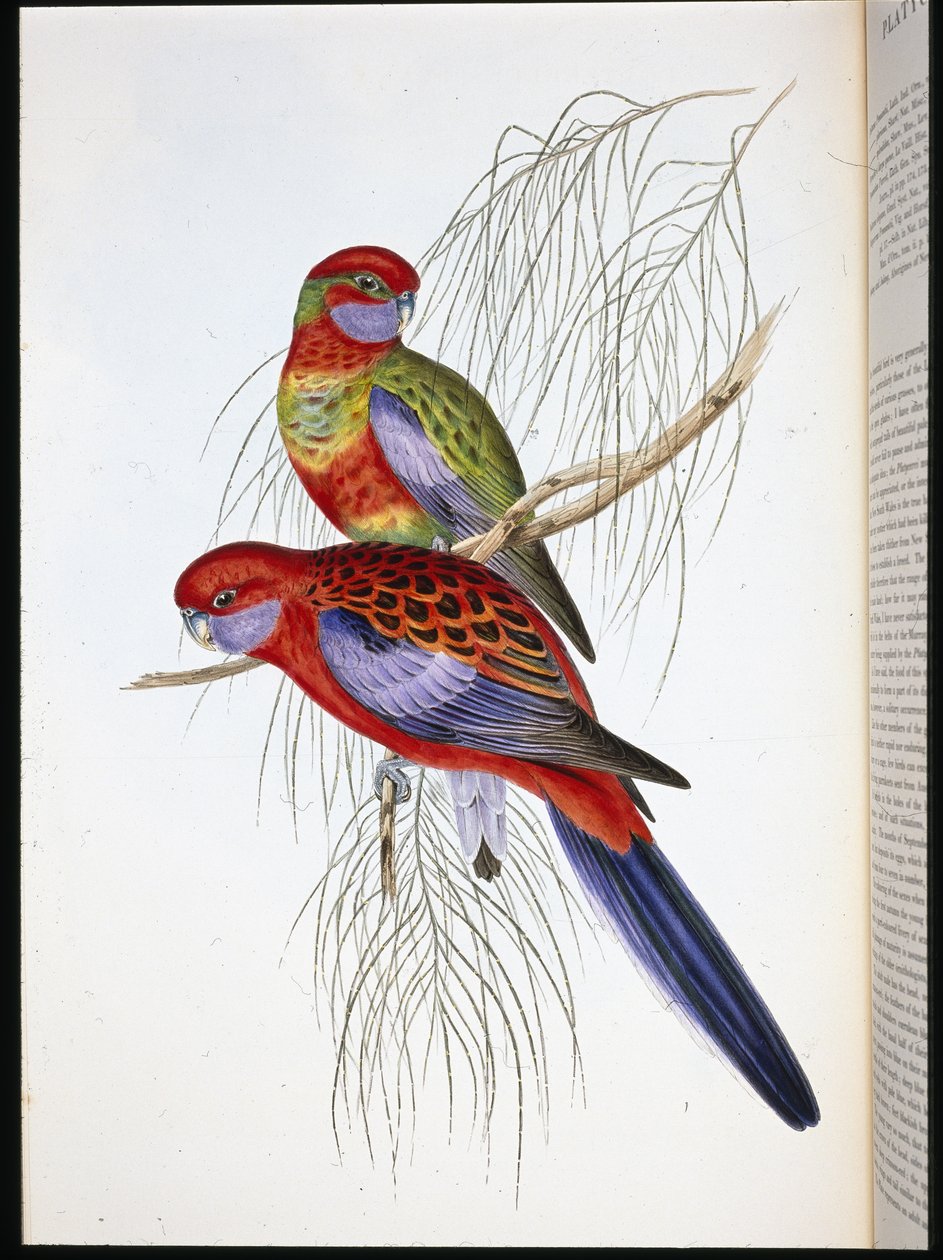 Platycercus pennantii (håndkoloreret litografi) af John (after) Gould