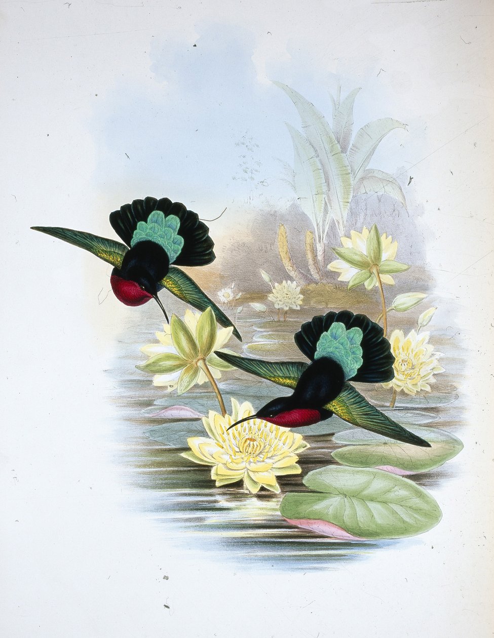 Lilla-breasted Carib (Eulampis Jugularis) (håndfarvet litho) af John (after) Gould