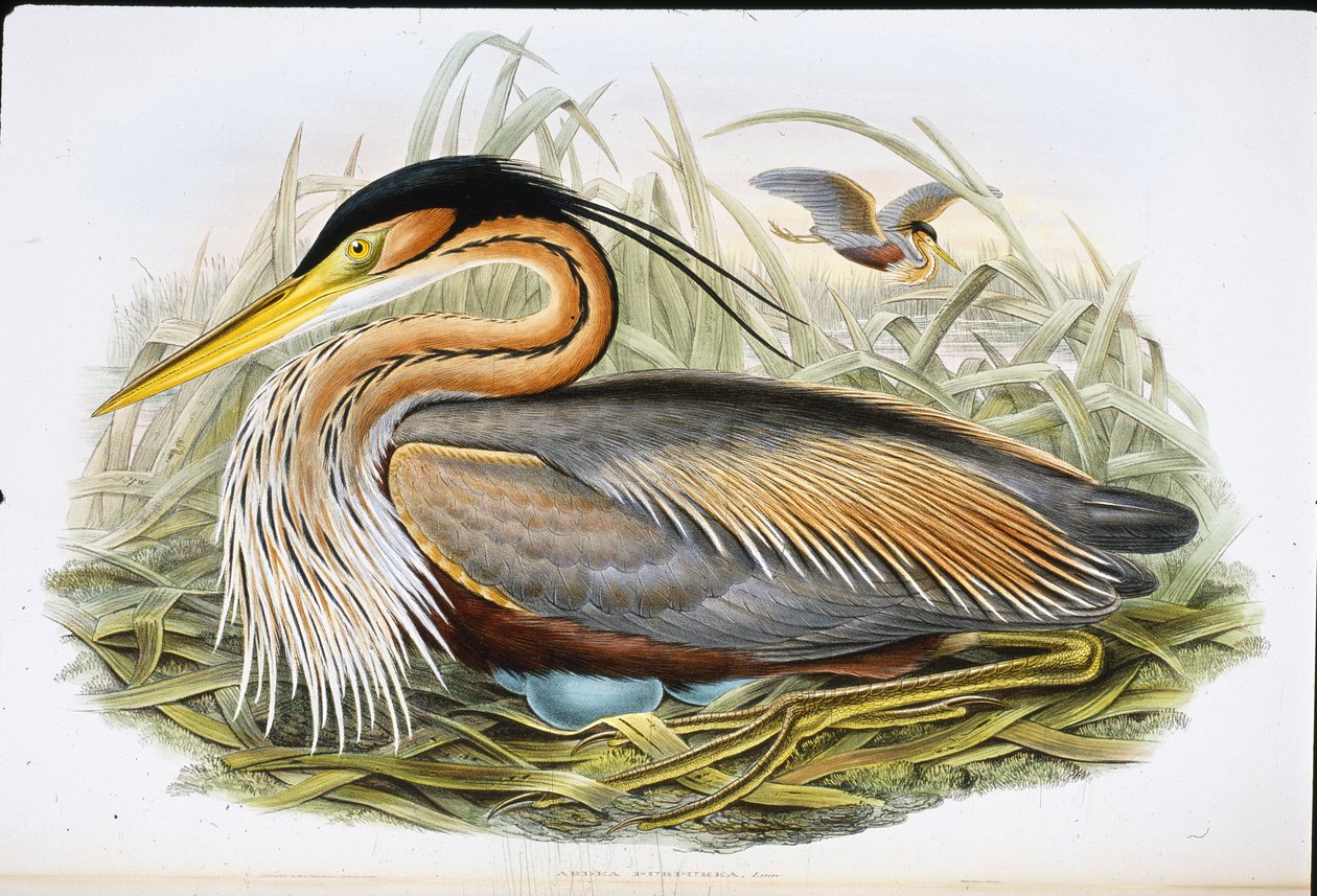 Purple Heron (Ardea Purpurea) (håndfarvet litho) af John (after) Gould