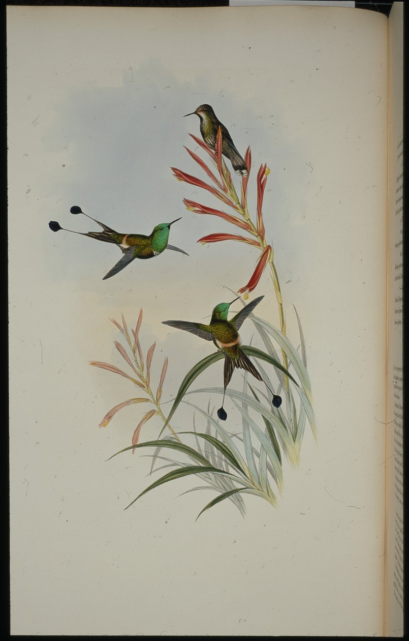 Ketsjerhale (Discura Longicauda) (håndfarvet litho) af John (after) Gould