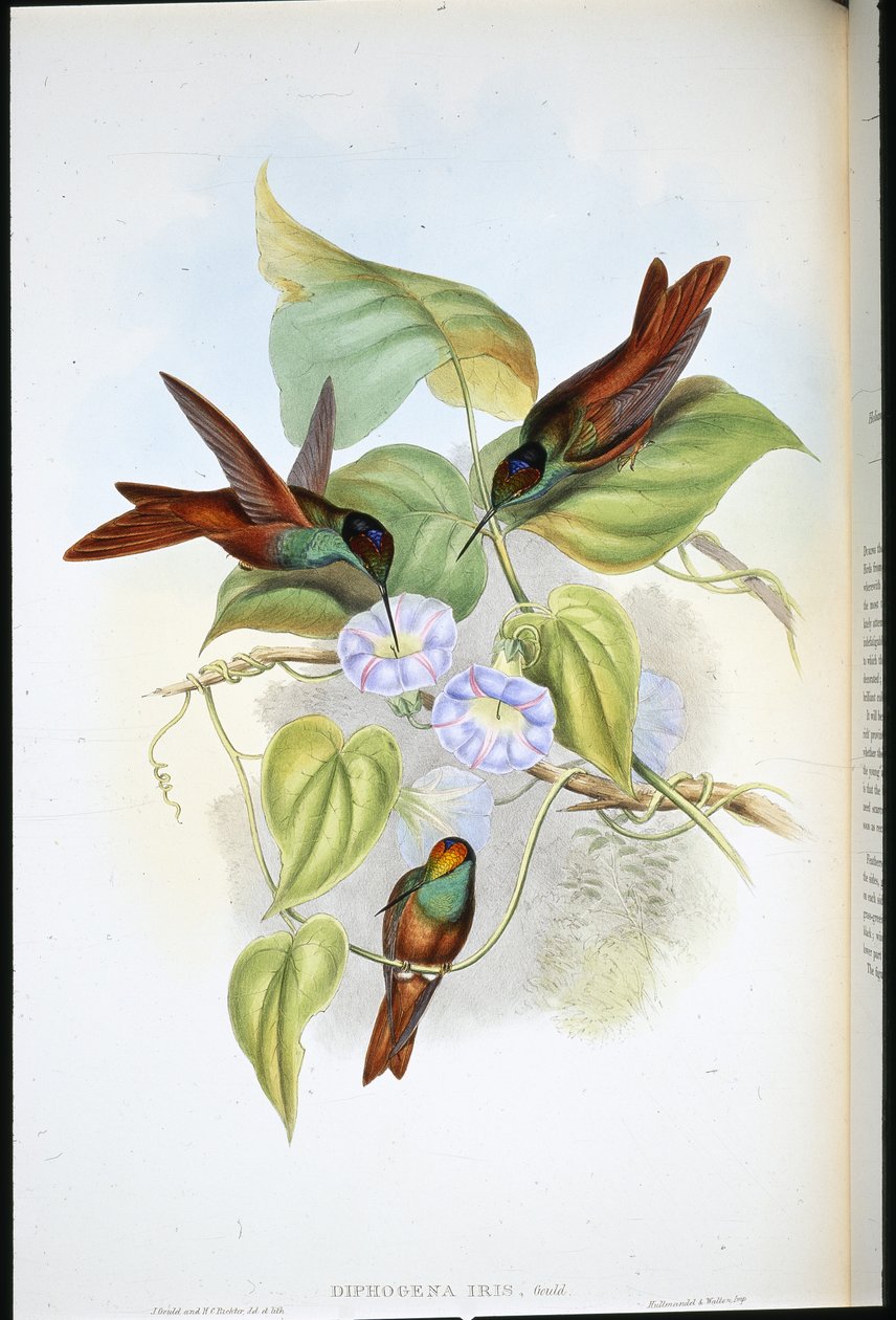 Regnbue (Diphogena Iris) (håndfarvet litho) af John (after) Gould