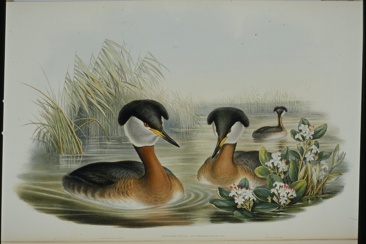 Rødhalset lappedykker (Podiceps Rubricollis) (håndfarvet litho) af John (after) Gould