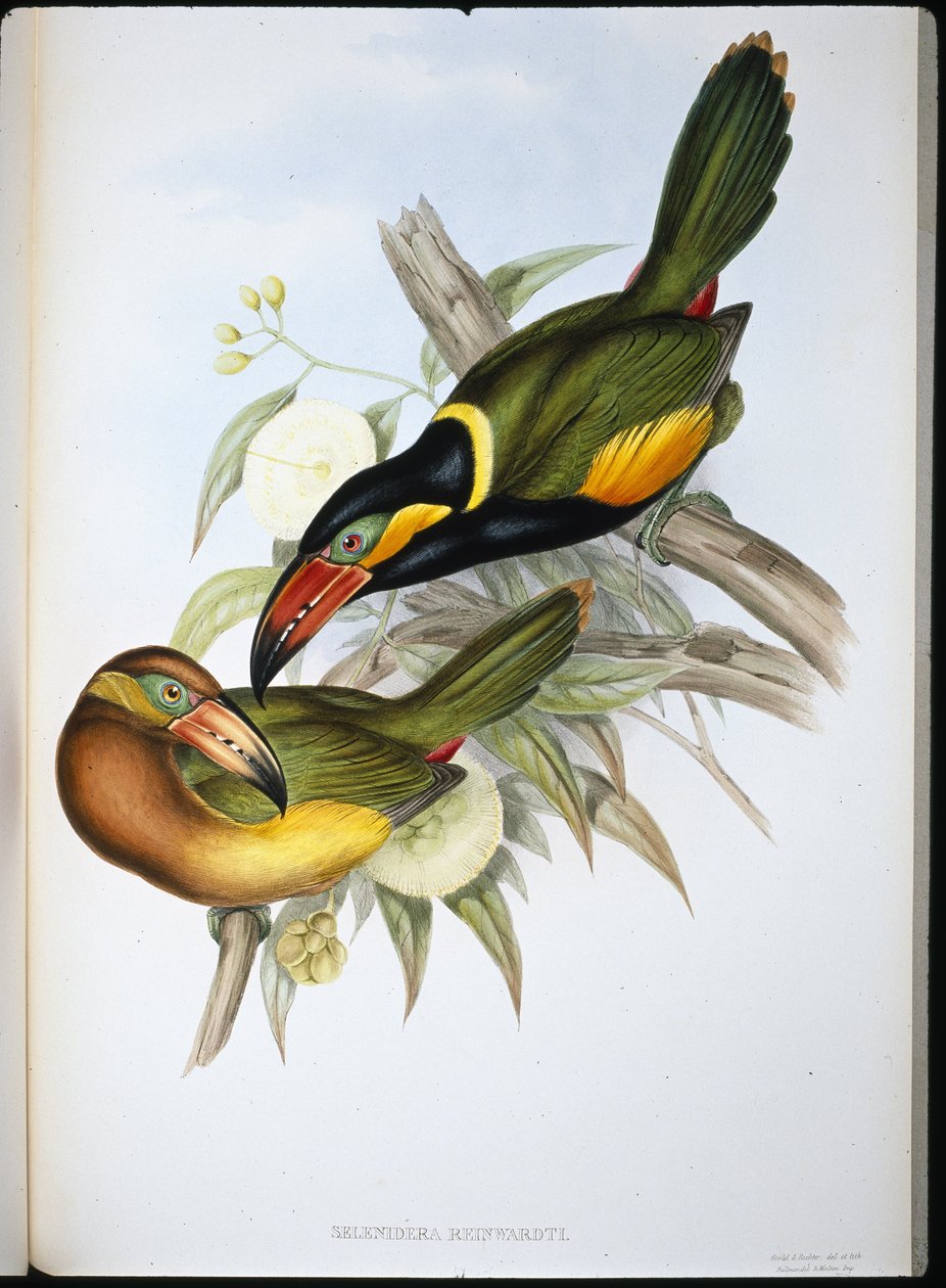 Reinwardts tukan (Selenidera Reinwardti) (håndkoloreret litografi) af John (after) Gould