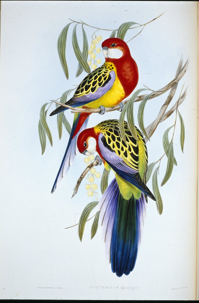 Rosenæbparakit (Platycercus Eximius) (håndfarvet litho) af John (after) Gould
