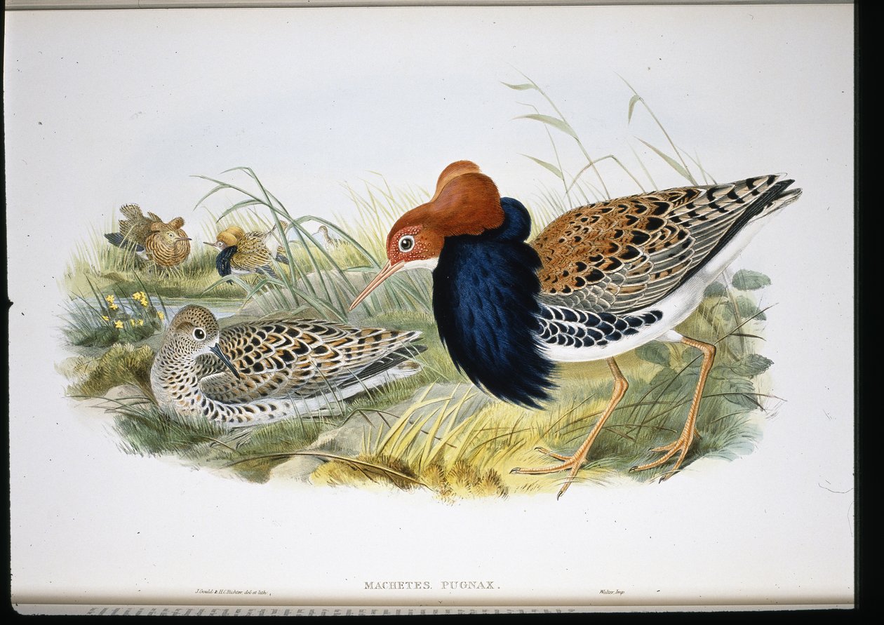 Ruff (håndfarvede lemmer) af John (after) Gould