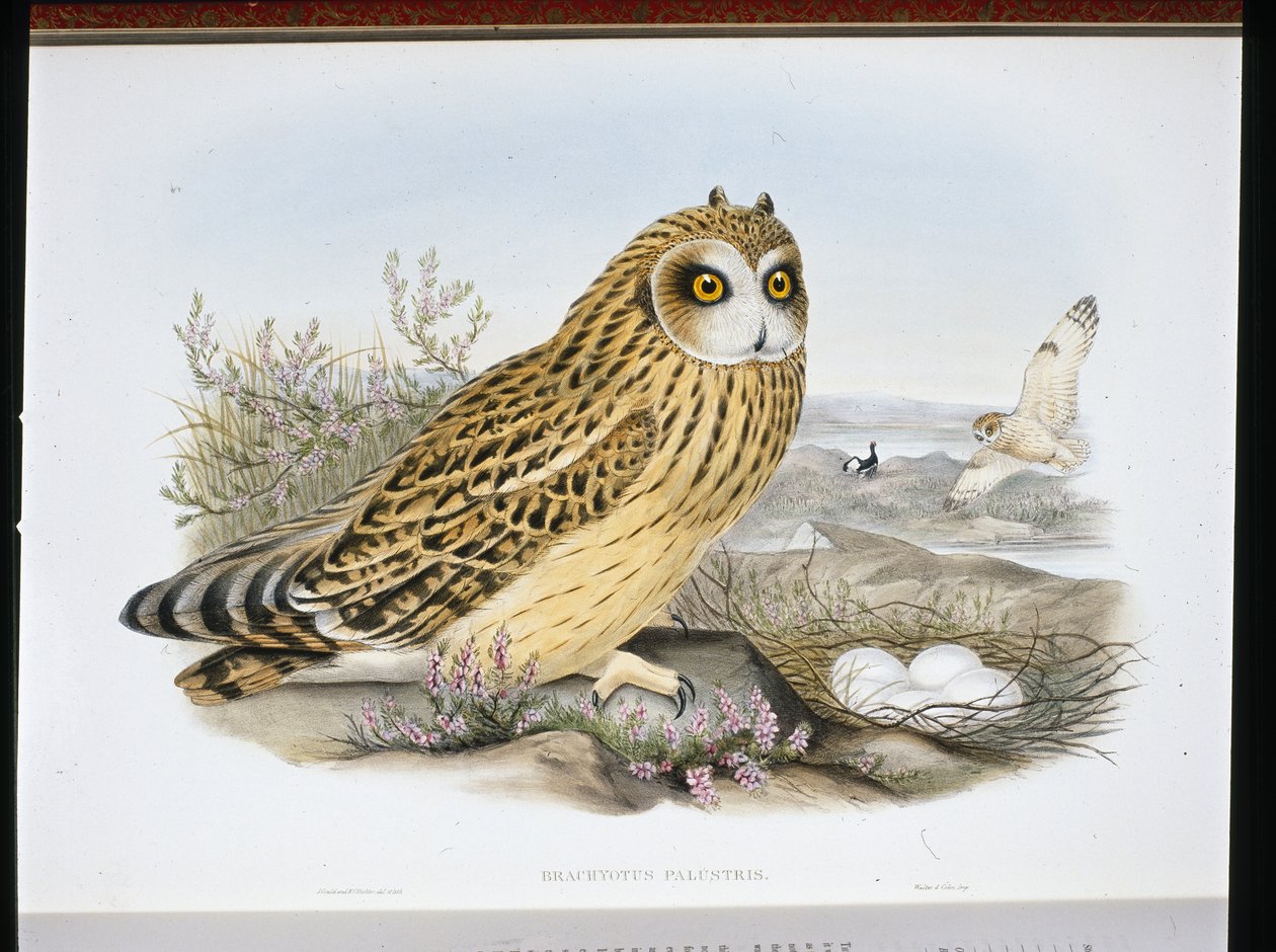 KORTØRET UGLE (Brachyotus Palustris) (håndfarvet litho) af John (after) Gould