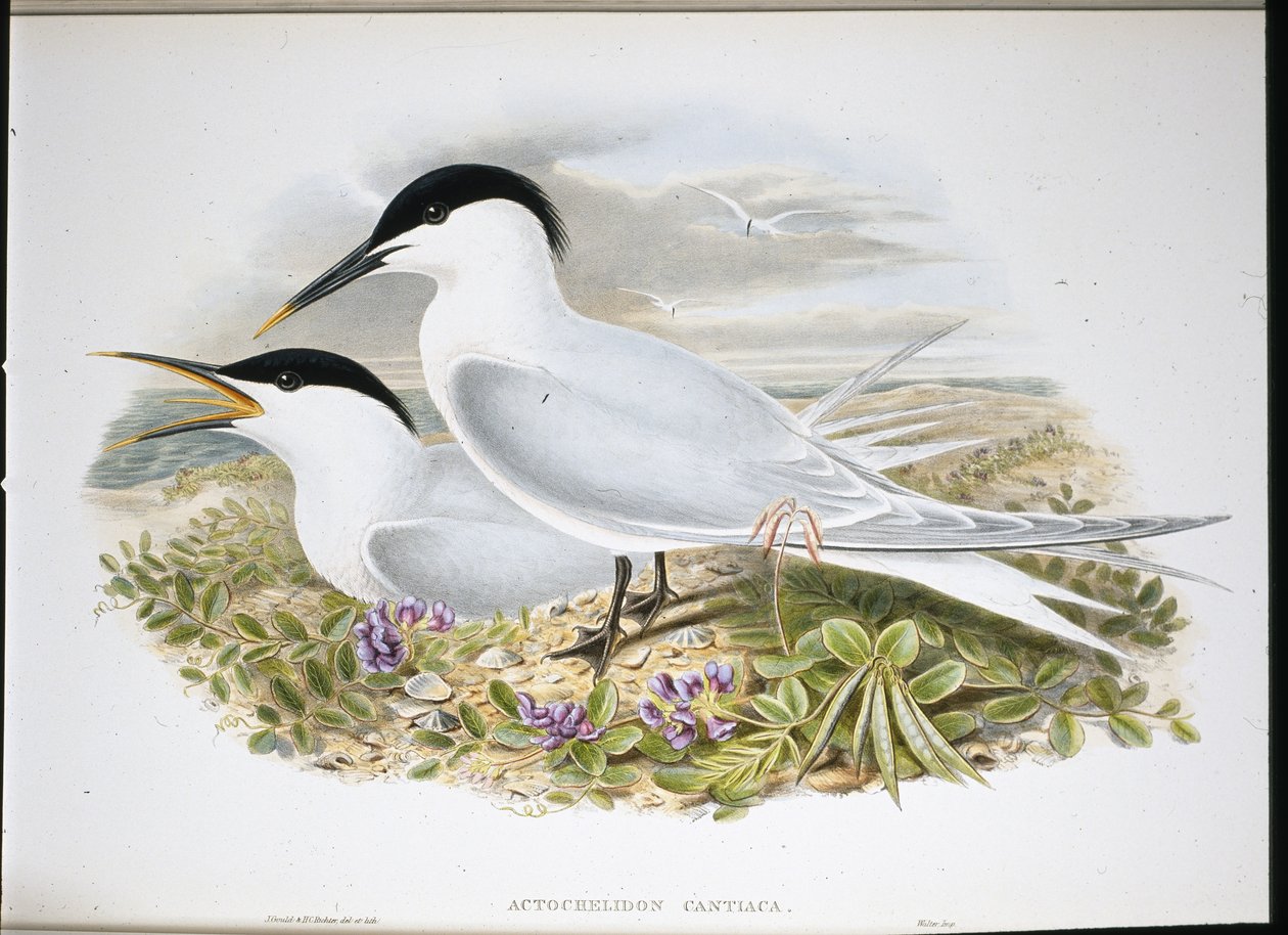 Sandwichtern (Actochel Cantiaca) (håndfarvet litho) af John (after) Gould