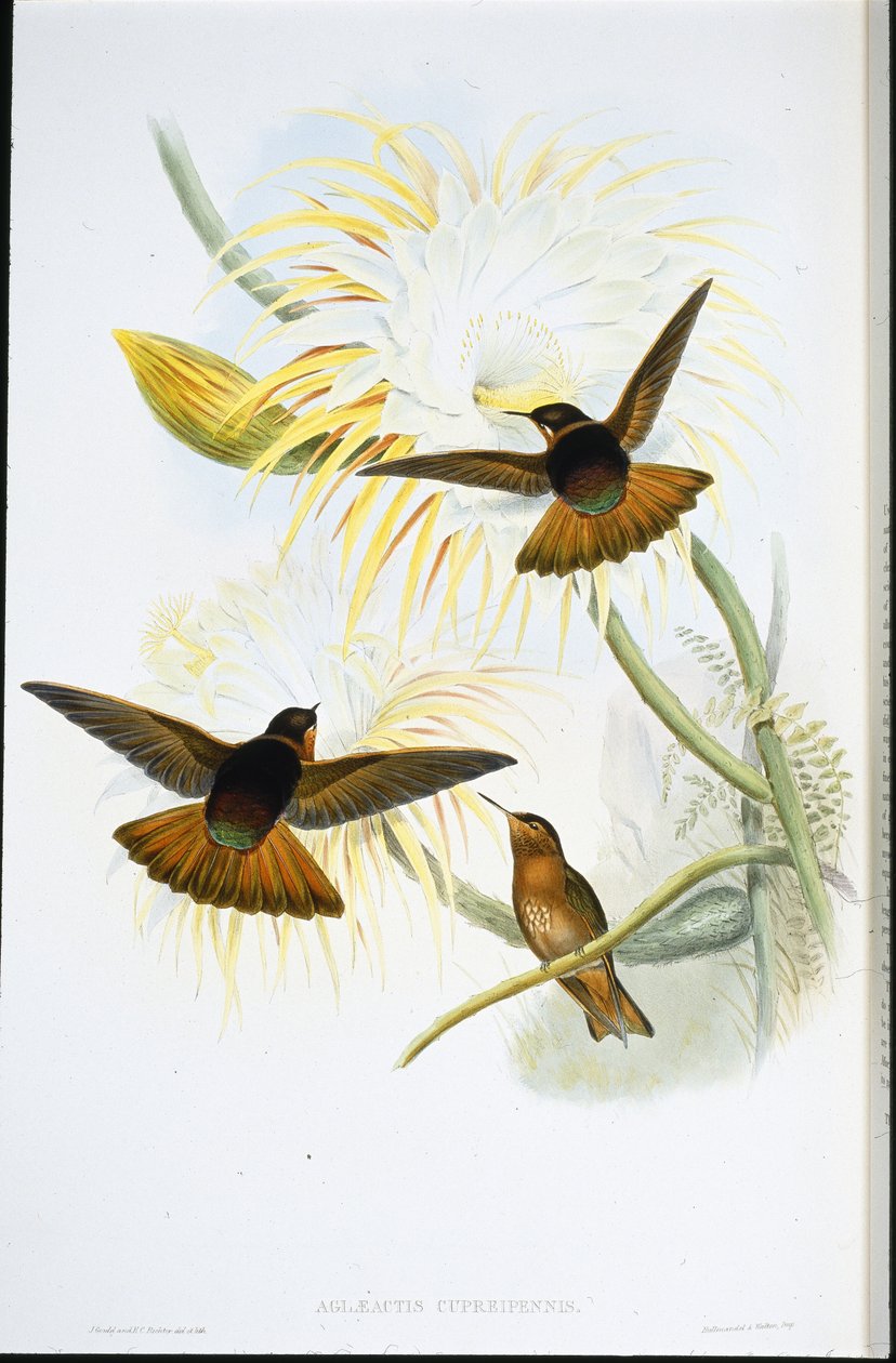 Skinnende solstråle (Agliaeactis Cupripennis) (håndfarvet litho) af John (after) Gould