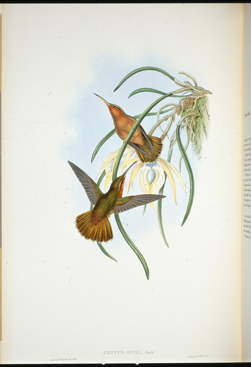Spixs savnæb (Grypus Spixi) (håndfarvet litho) af John (after) Gould