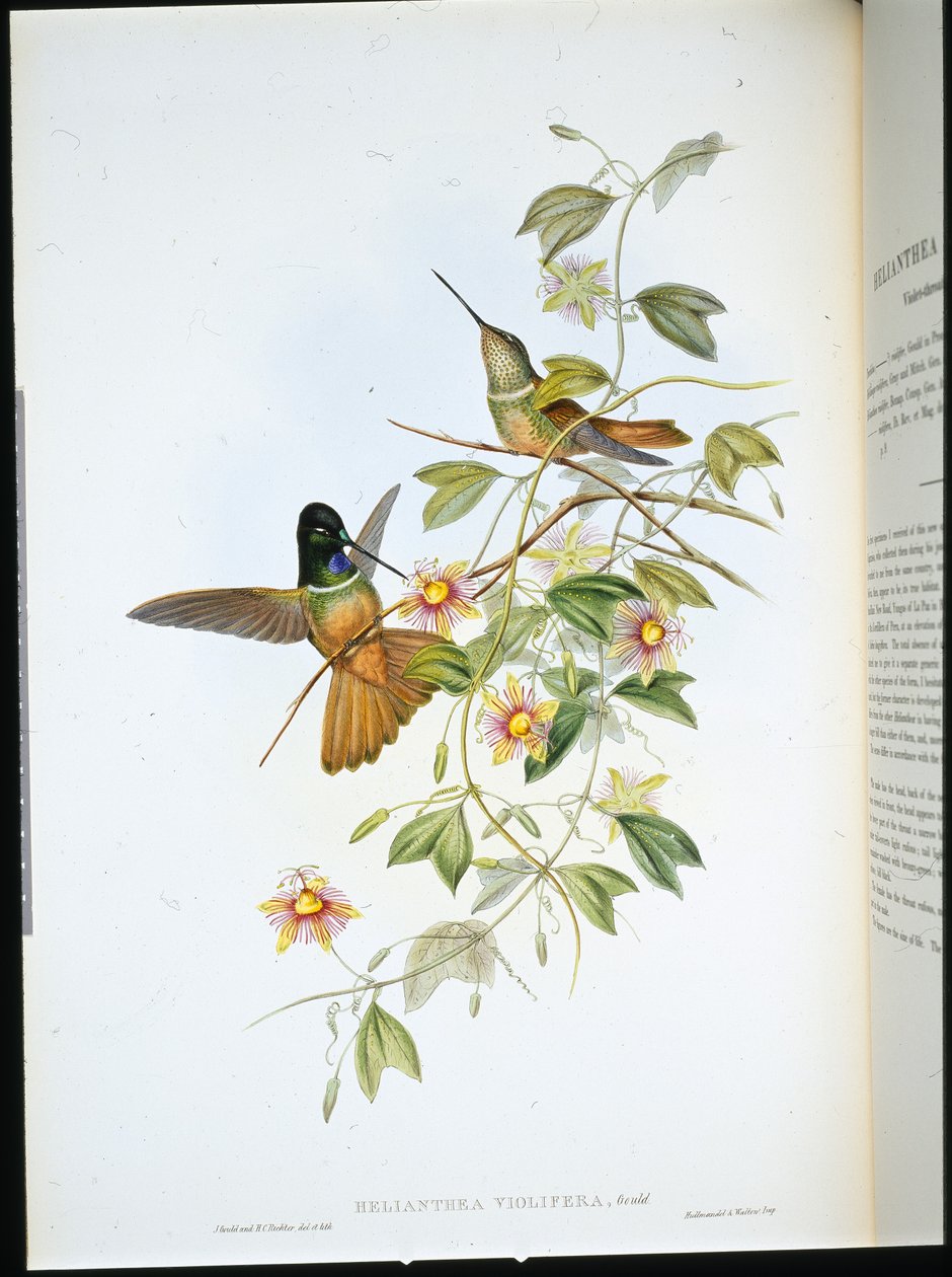Violethalset stjernefront (Helianthea Violifera) (håndfarvet litho) af John (after) Gould