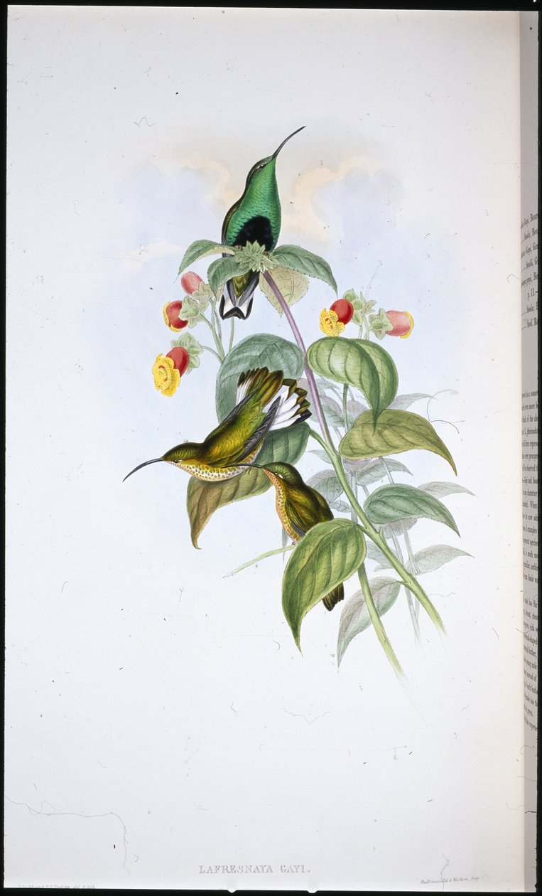 Hvidhalet fløjlsbryst (Lafresnaya Gayi) (håndfarvet litho) af John (after) Gould