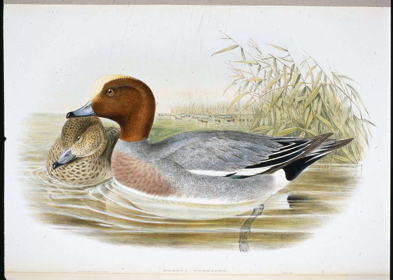 Widgeon (Mareca Penelope) (håndfarvet litho) af John (after) Gould