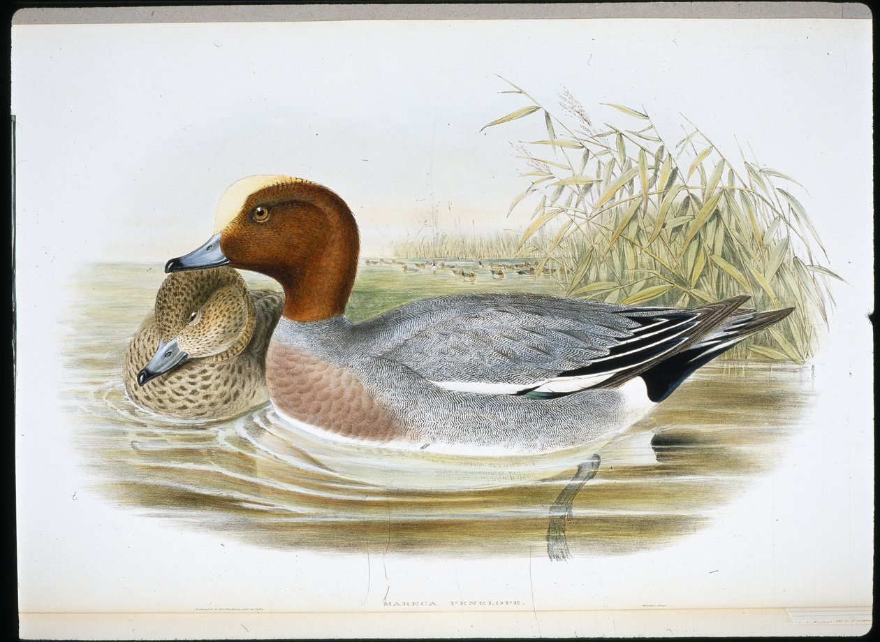 Widgeon (Mareca Penelope) (håndfarvet litho) af John (after) Gould