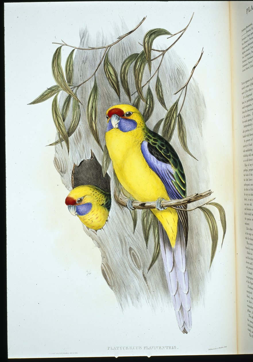 Gulbuget parakit (platycercus flaviventris) (håndfarvet litho) af John (after) Gould