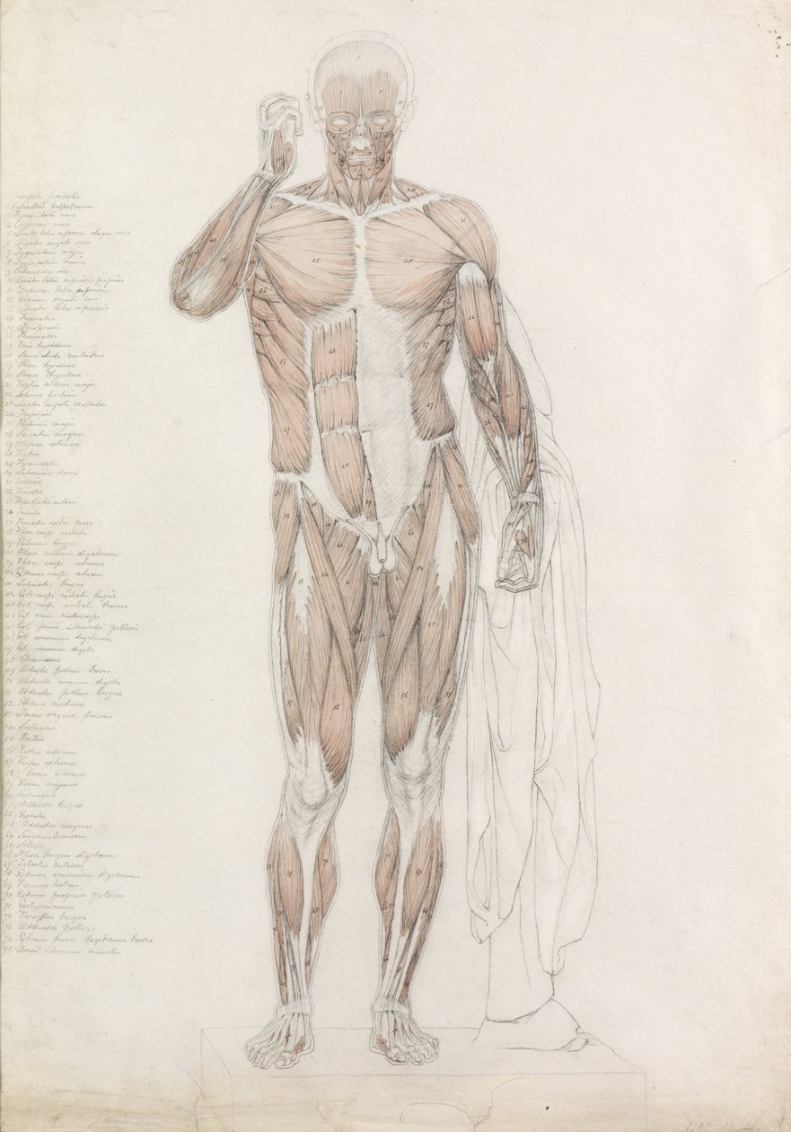 Anatomisk undersøgelse: menneskelig muskulatur, i Contrapposto af John Bathe