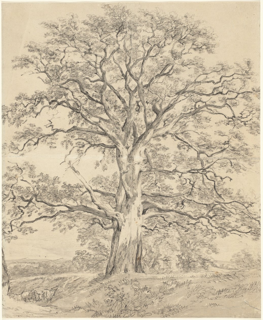 Et stort egetræ af John Constable