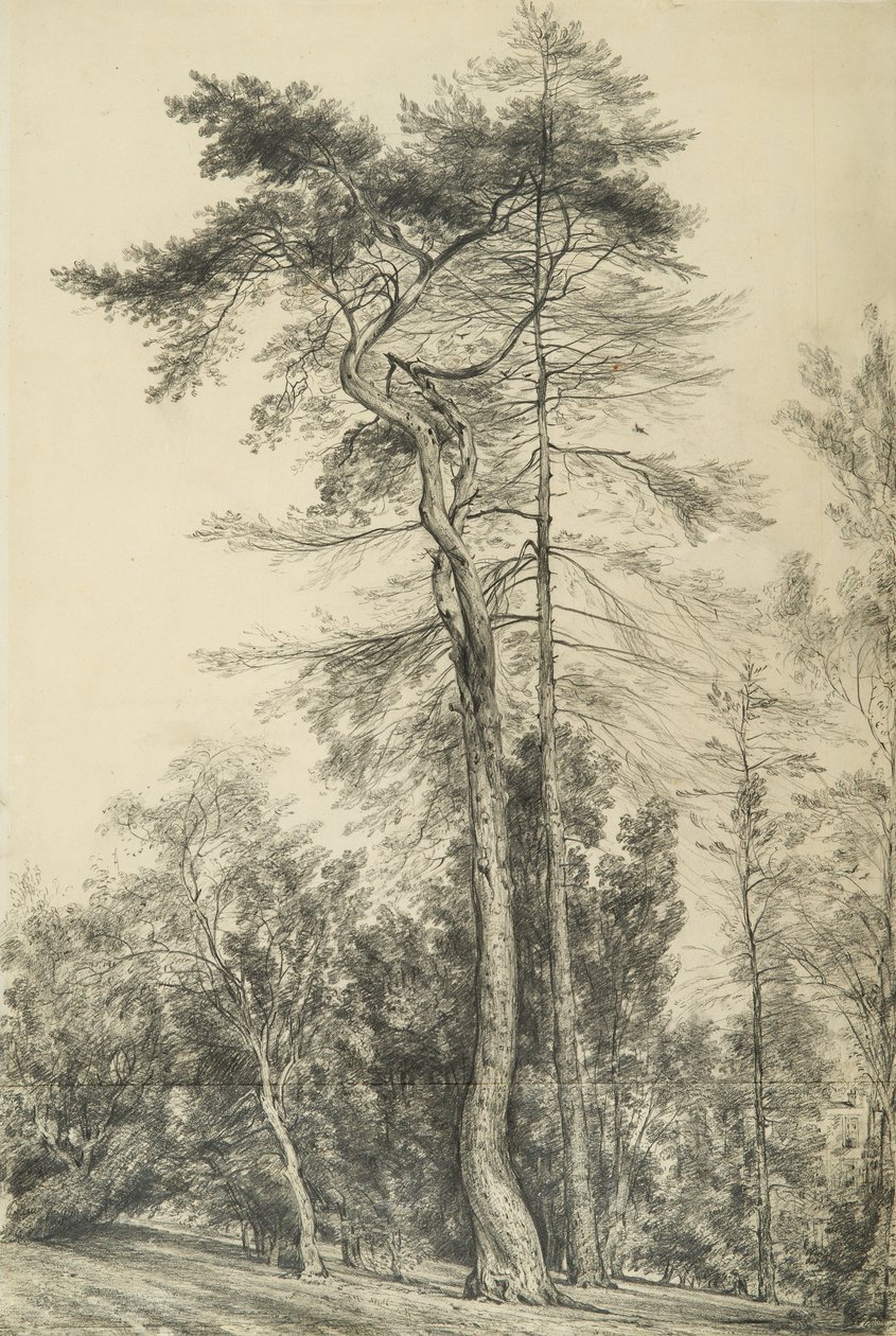 Grantræer, c.1833 af John Constable