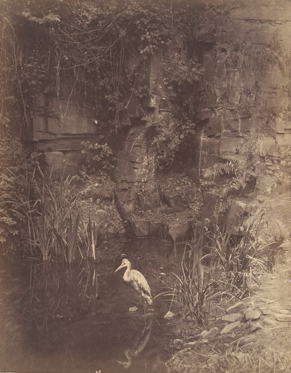 Fisker, nr. 2, 1856. af John Dillwyn Llewelyn