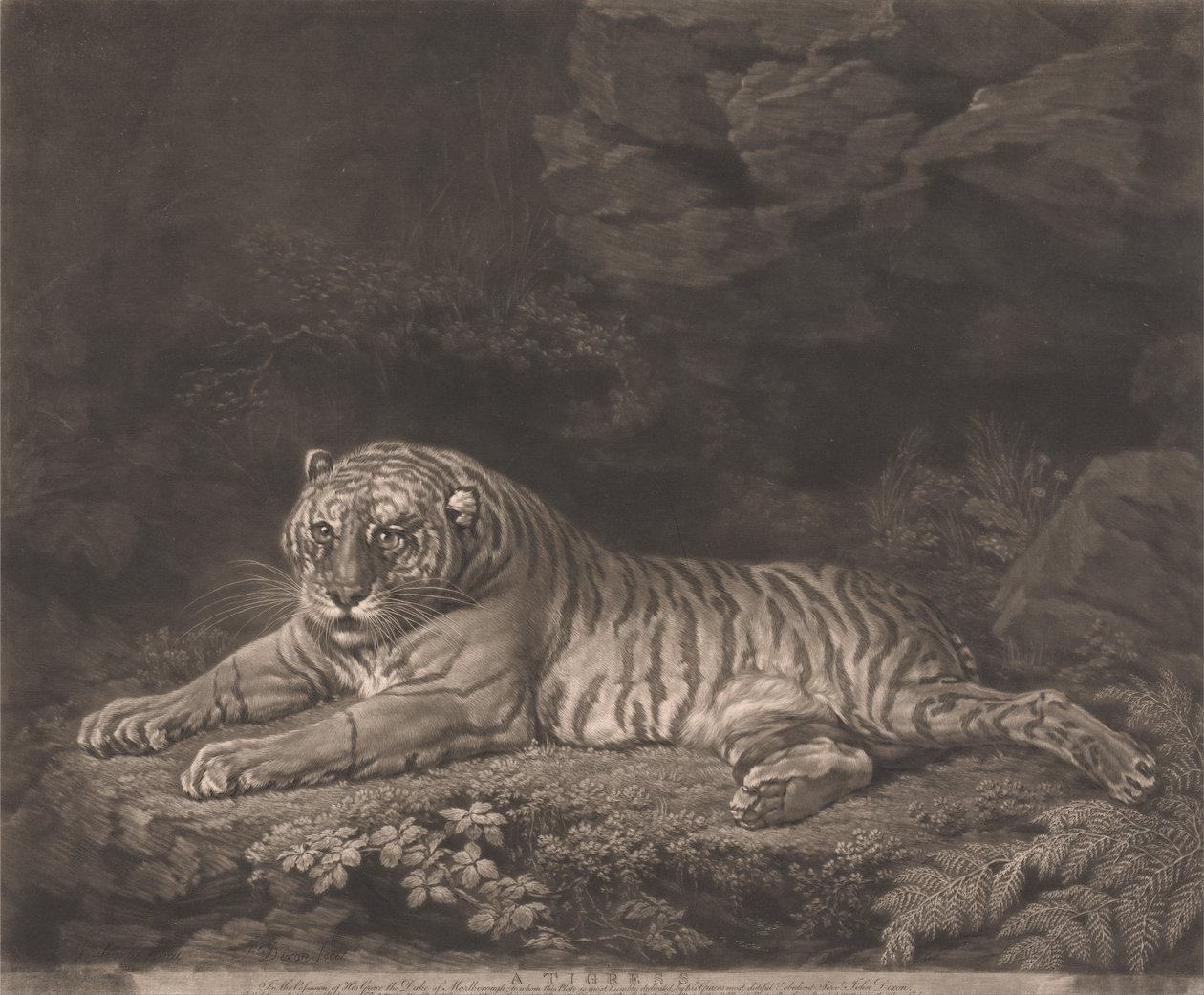 En tiger af John Dixon