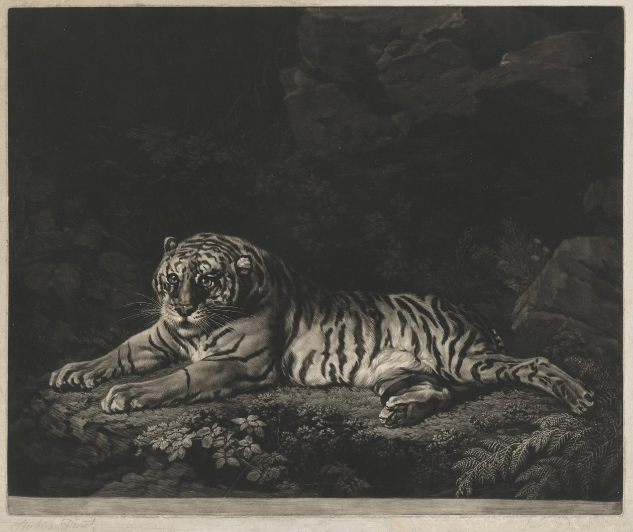 En Tigress af John Dixon after George Stubbs