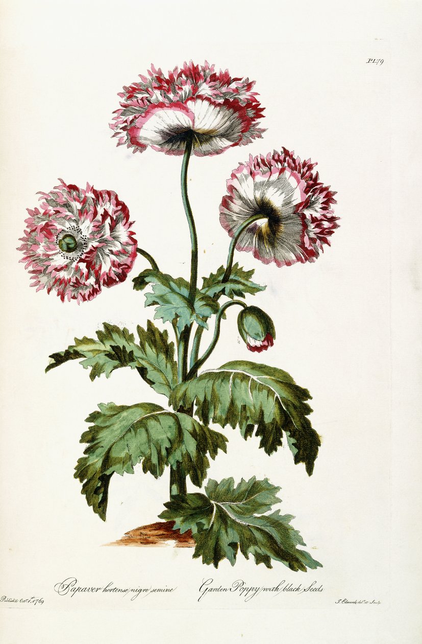 Havevalmue med sorte frø, 1769 af John Edwards