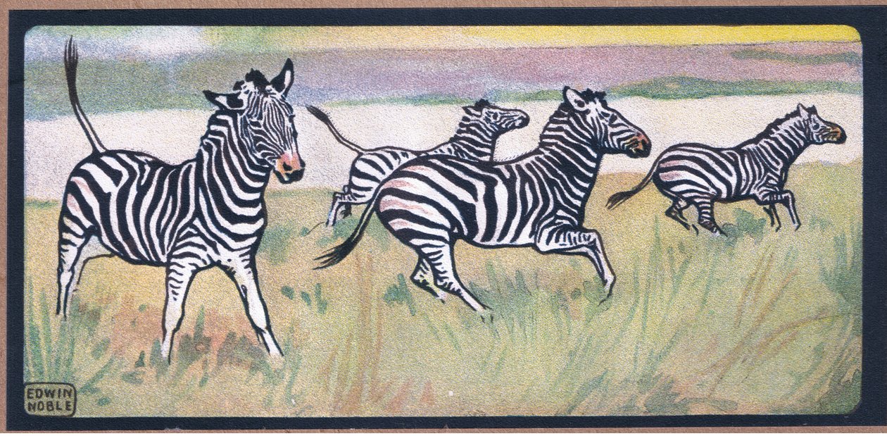 Zebraer af John Edwin Noble